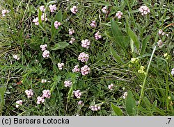 Antennaria dioica (ukwap dwupienny)