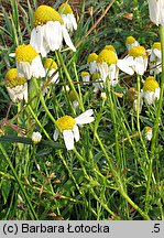 Anthemis arvensis (rumian polny)