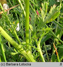 Anthemis arvensis (rumian polny)