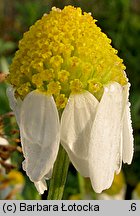 Anthemis arvensis (rumian polny)