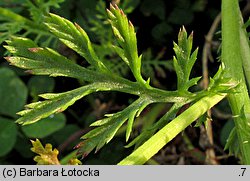 Anthemis arvensis (rumian polny)