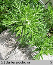 Anthemis tinctoria (rumian żółty)