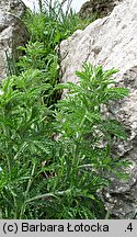 Anthemis tinctoria (rumian żółty)