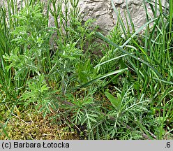 Anthemis tinctoria (rumian żółty)