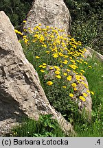 Anthemis tinctoria (rumian żółty)