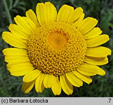 Anthemis tinctoria (rumian żółty)