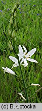 Anthericum liliago (pajęcznica liliowata)