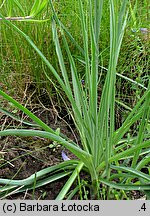 Anthericum liliago (pajęcznica liliowata)