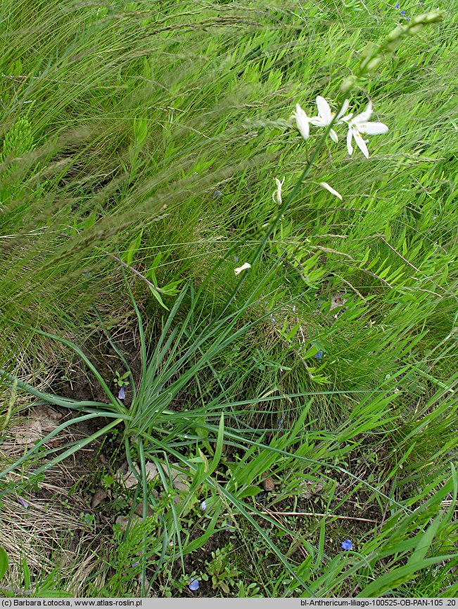 Anthericum liliago (pajęcznica liliowata)