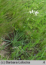 Anthericum liliago (pajęcznica liliowata)