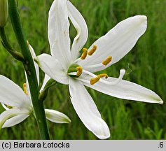 Anthericum liliago (pajęcznica liliowata)