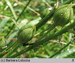 Anthericum liliago (pajęcznica liliowata)