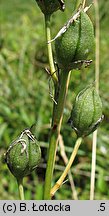 Anthericum liliago (pajęcznica liliowata)