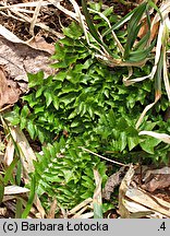 Aposeris foetida (sałatnica leśna)