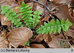 Aposeris foetida (sałatnica leśna)