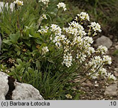 Arabis alpina ssp. alpina (gęsiówka alpejska typowa)