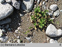 Arabis alpina ssp. alpina (gęsiówka alpejska typowa)