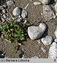 Arabis alpina ssp. alpina (gęsiówka alpejska typowa)