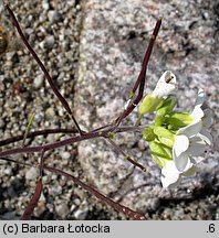 Arabis alpina ssp. alpina (gęsiówka alpejska typowa)