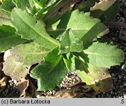 Arabis alpina ssp. alpina (gęsiówka alpejska typowa)