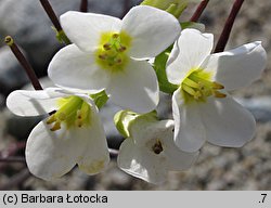 Arabis alpina ssp. alpina (gęsiówka alpejska typowa)