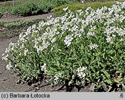 Arabis caucasica (gęsiówka kaukaska)