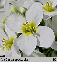 Arabis caucasica (gęsiówka kaukaska)