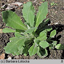 Arabis caucasica (gęsiówka kaukaska)