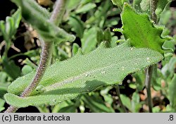 Arabis caucasica (gęsiówka kaukaska)