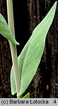 Arabis glabra (wieżyczka gładka)