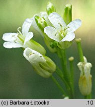 Arabis glabra (wieżyczka gładka)