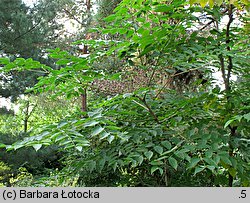 Aralia elata (aralia japońska)