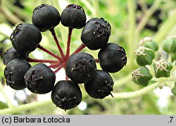 Aralia elata (aralia japońska)