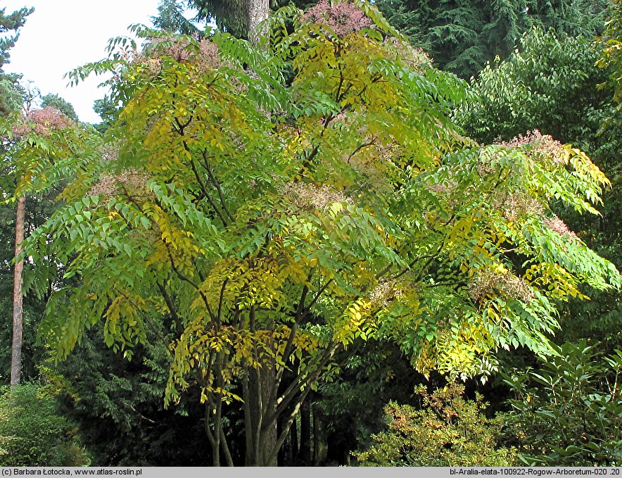 Aralia elata (aralia japońska)