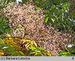 Aralia elata (aralia japońska)