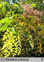 Aralia elata (aralia japońska)