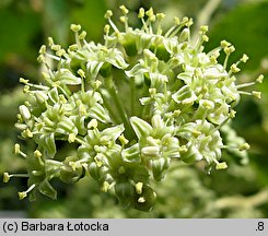 Aralia elata (aralia japońska)