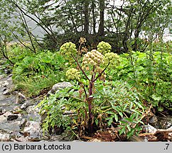 Angelica archangelica ssp. archangelica (dzięgiel litwor typowy)