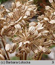 Angelica archangelica ssp. archangelica (dzięgiel litwor typowy)