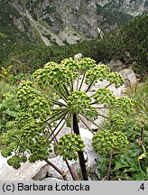 Angelica archangelica ssp. archangelica (dzięgiel litwor typowy)