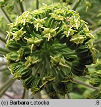 Angelica archangelica ssp. archangelica (dzięgiel litwor typowy)