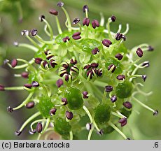 Angelica archangelica ssp. archangelica (dzięgiel litwor typowy)