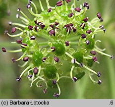 Angelica archangelica ssp. archangelica (dzięgiel litwor typowy)