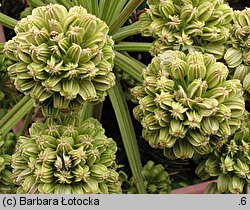 Angelica archangelica ssp. archangelica (dzięgiel litwor typowy)