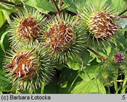 Arctium lappa (łopian większy)