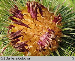 Arctium lappa (łopian większy)