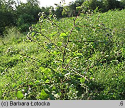 Arctium lappa (łopian większy)