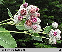 Arctium tomentosum (łopian pajęczynowaty)