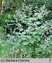 Arctium tomentosum (łopian pajęczynowaty)