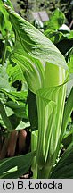 Arisaema amurense (arizema amurska)